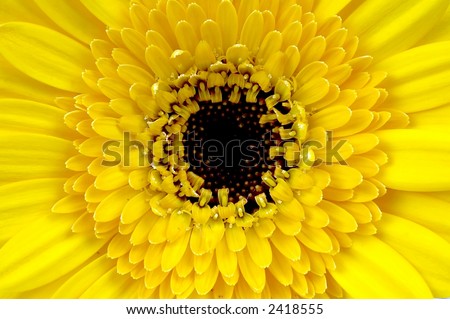 close up of a yellow flower, intended for background