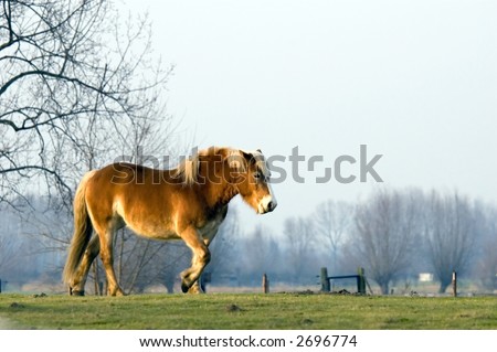 a brown horse walking on farmland
