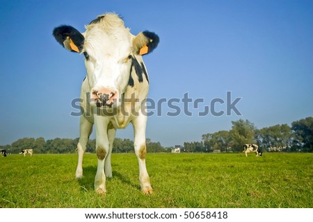 flemish cow in the field with blue sky