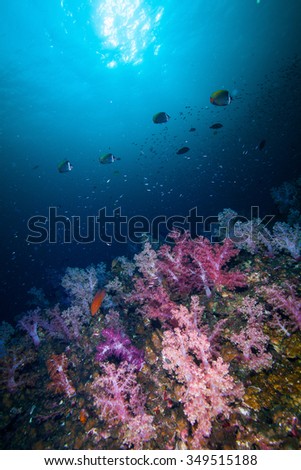 Underwater Blue Sea and soft coral against sun