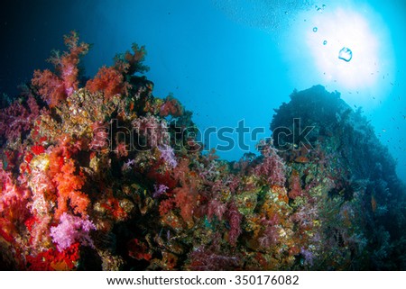 Underwater deep blue sea and soft coral against sun light