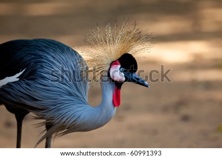 Side of grey crowned crane brown background