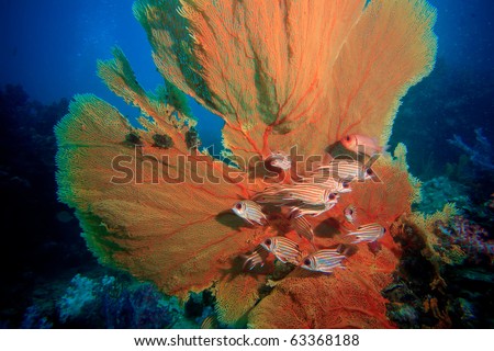 A group of squirrel fish under sea fan