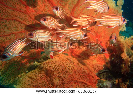 Group of squirrel fish under sea fan