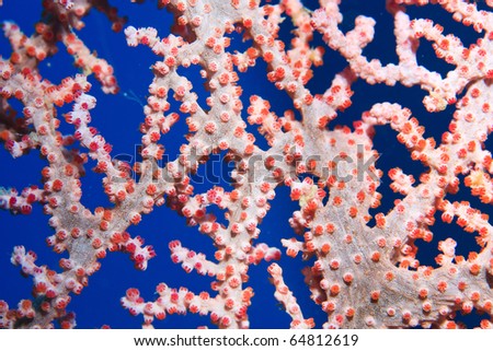 Red Sea Fan