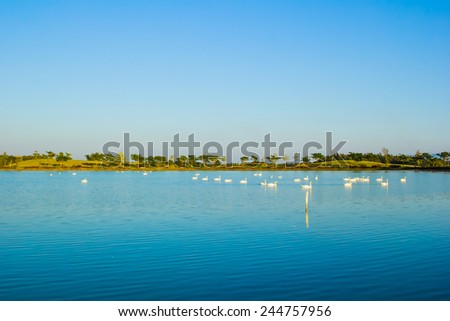 A pack of Geese in big lake under blue sky