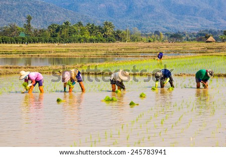 Farmers are planting together in the rice field with mountain background