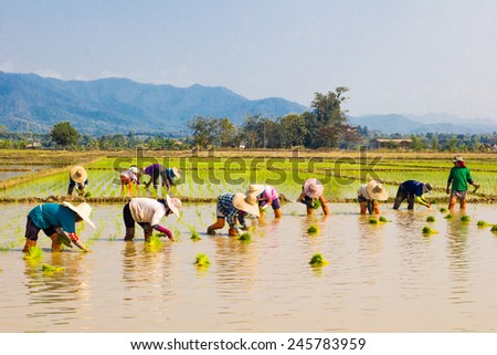Farmers are planting together in the rice field with mountain background