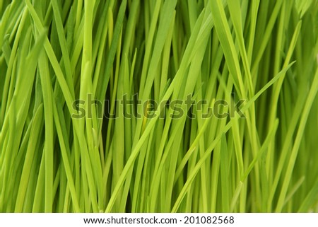 Young green oat shoots - close-up
