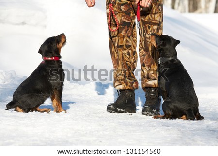 The man trains two puppies of a Jagdterrier