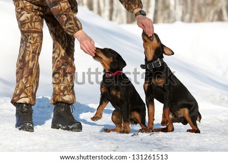 The man in a camouflage trains two puppies of hunting breed (Jagdterrier) in the winter.