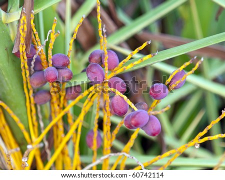 stock photo : Date palm seeds date palm seeds. stock photo : Date palm seeds
