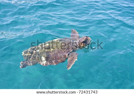 Loggerhead Turtle (caretta caretta) swimming. Endangered species.