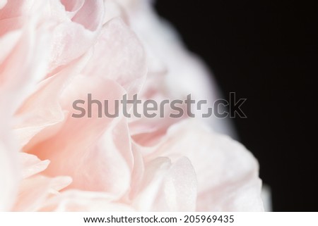 Abstract white-pink flower petals photographed with the macro lens