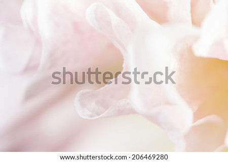 White flower abstract background