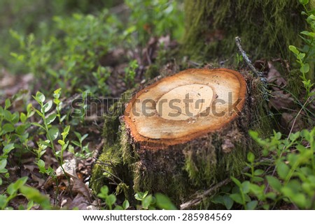 Cut tree in the forest, photographed with very shallow depth of field.