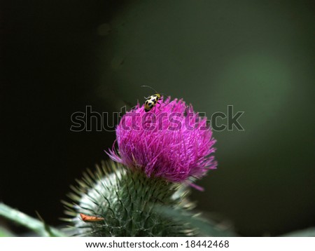 purple thistle with green spikes and lady bug