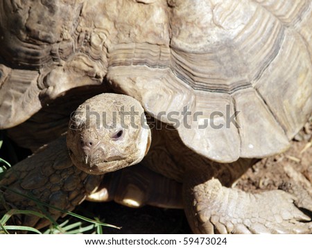 closeup shot of land tortoise head and part of shell