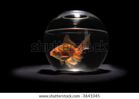 gold fish in bowl