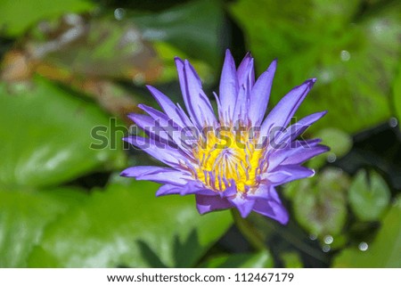 Close up to blue lotus flower (water lily)