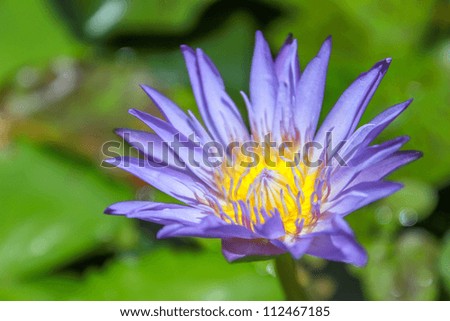 Close up to purple blue flower (water lily)