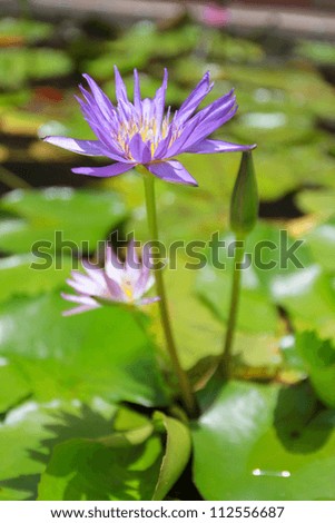Blue water lily flower