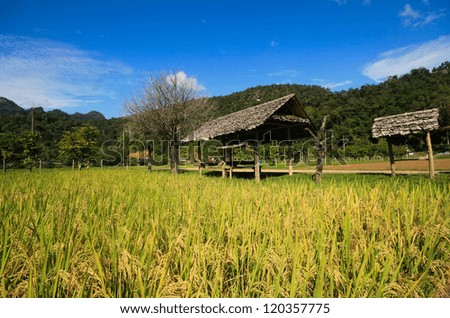 Wooden pavilion in paddy field, Chiang Mai, Thailand