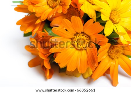 orange gerber flowers
