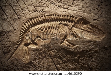 Model Dinosaur Fossil