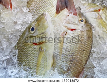 fresh fish seafood in market
