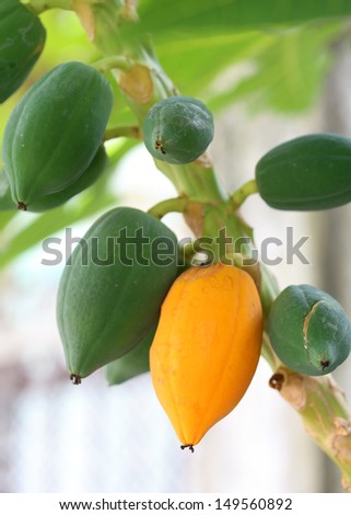 Closeup of Fresh papaya with yellow ripe papaya fruit on tree