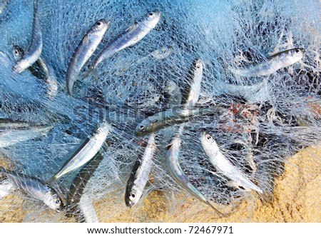 fishing nets full of fish. Fish in a fishing nets