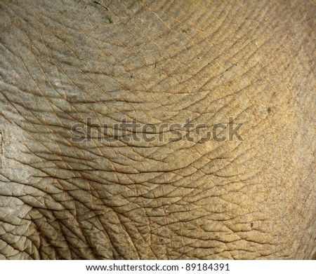 Close up of elephant skin in a warm light setting. Useful for a background or texture effect.