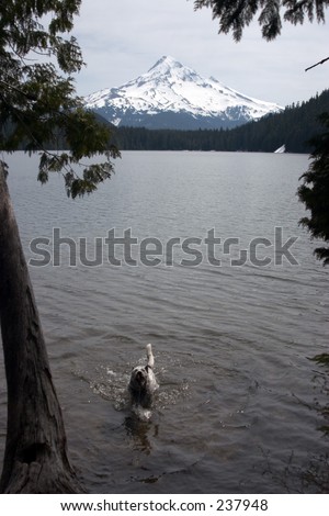 Dog in water in front of Mount Hood.
