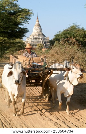 Bagan, Myanmar - 8 February 2010: farmer on a cow-drawn carriage in front of Shwesandaw temple at the archaeological site of Bagan