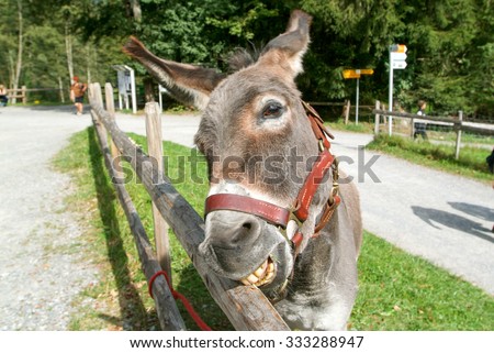 Ballenberg, Switzerland - 23 September 2006: Funny donkey eating a pice of wood from the fence at a farm in Ballenberg, a Swiss open-air museum in Brienz, Switzerland