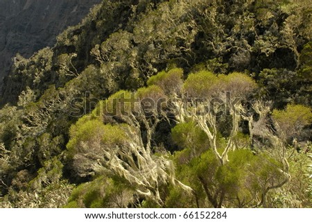Trees and Twists on Reunion island