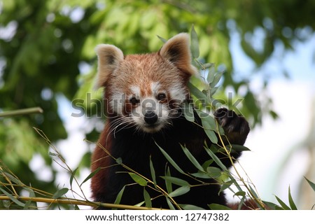 pandas eating bamboo. stock photo : Red Panda eating