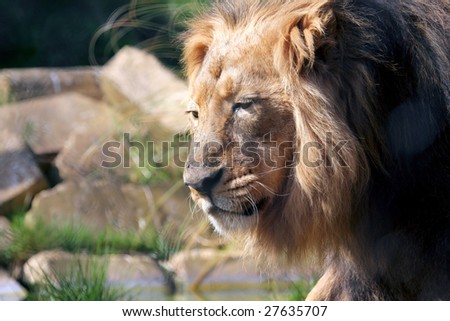 Side Portrait of a Lion