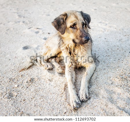 Dog resting on a tropical beach