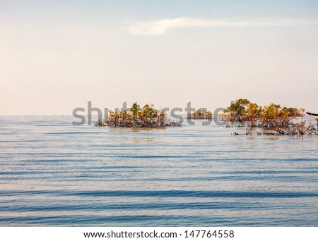 Lake with plants in water in sunset pink light
