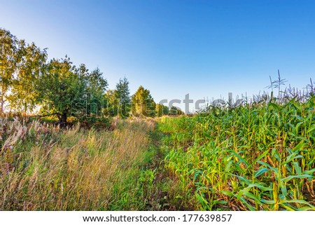 border of plantation of fodder corn and uncultivated field