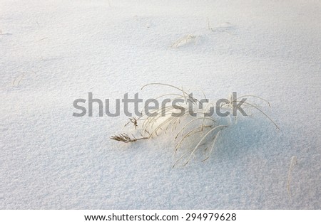 Frozen grass in sunshine in cold winter