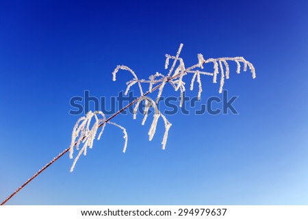 Frozen grass in sunshine on blue sky background