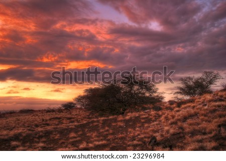 Sunset tree of Hawaii. Photographed on Big Island. Hawaii. USA