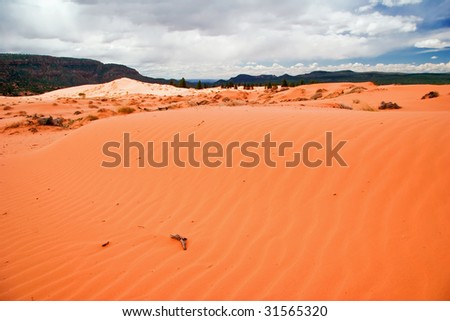 On the Coral Pink Sand Dune National park. Utah. USA