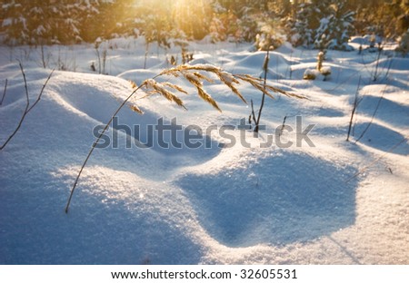 winter landscape with sun rays