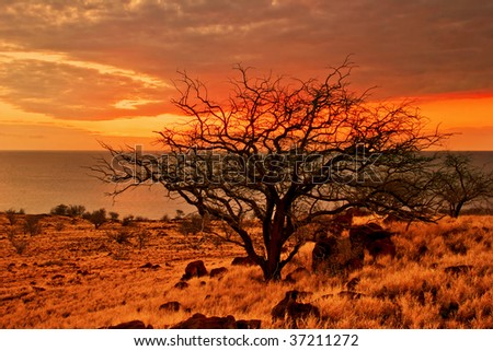 Sunset tree of Hawaii. Photographed on Big Island. Hawaii. USA