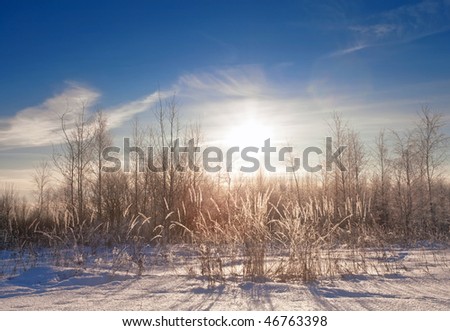 Sunshine winter day in the field