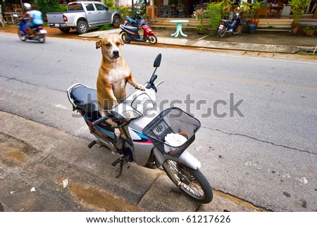 Dog driver. The dog sits on a moped, protects a scooter and expects the mistress. Phuket island. Thailand